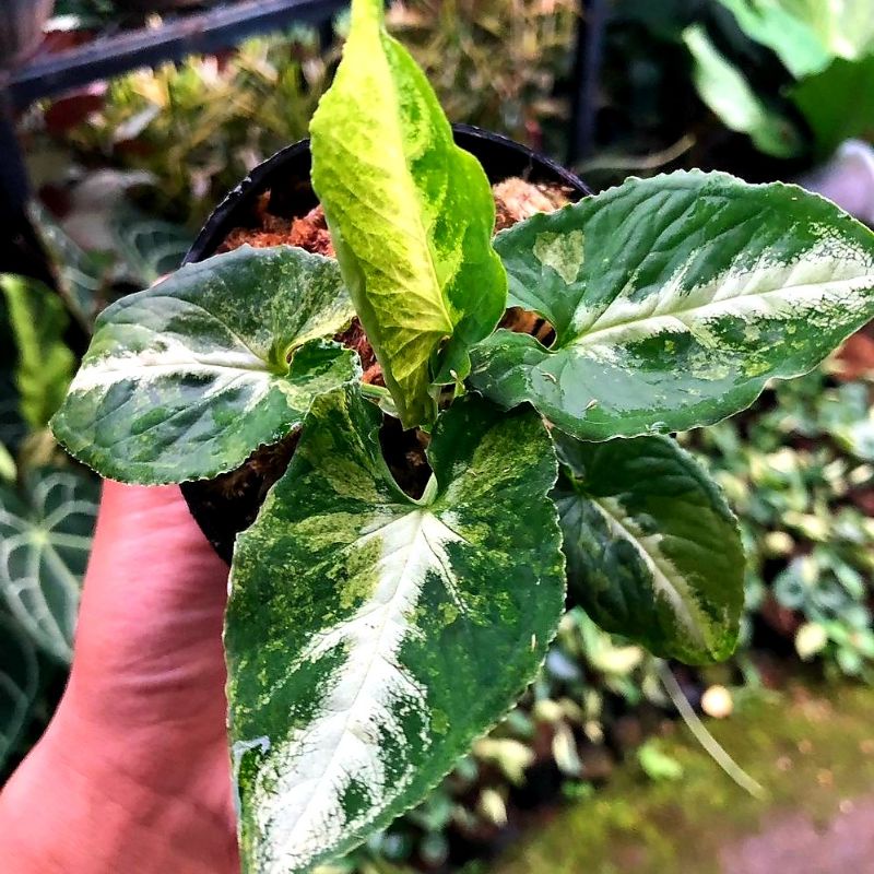 Syngonium Scrambled Egg/ syngonium / singonium / syngonium pink / singonium pink / singonium pink sp