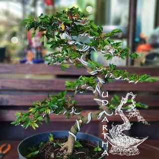 Jual Kawat Bonsai Aluminium Putih Silver Shopee Indonesia