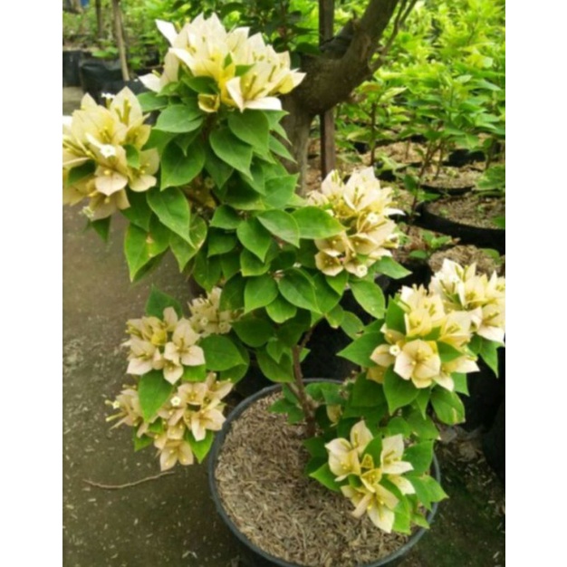 tanaman hias bugenvil singapur