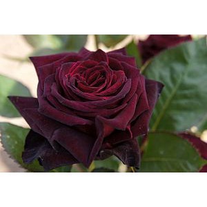 bunga mawar holland maroon - mawar merah