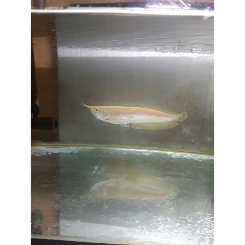 arwana silver albino 40cm