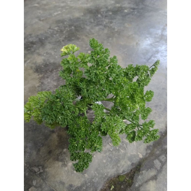 tanaman peterseli parsley