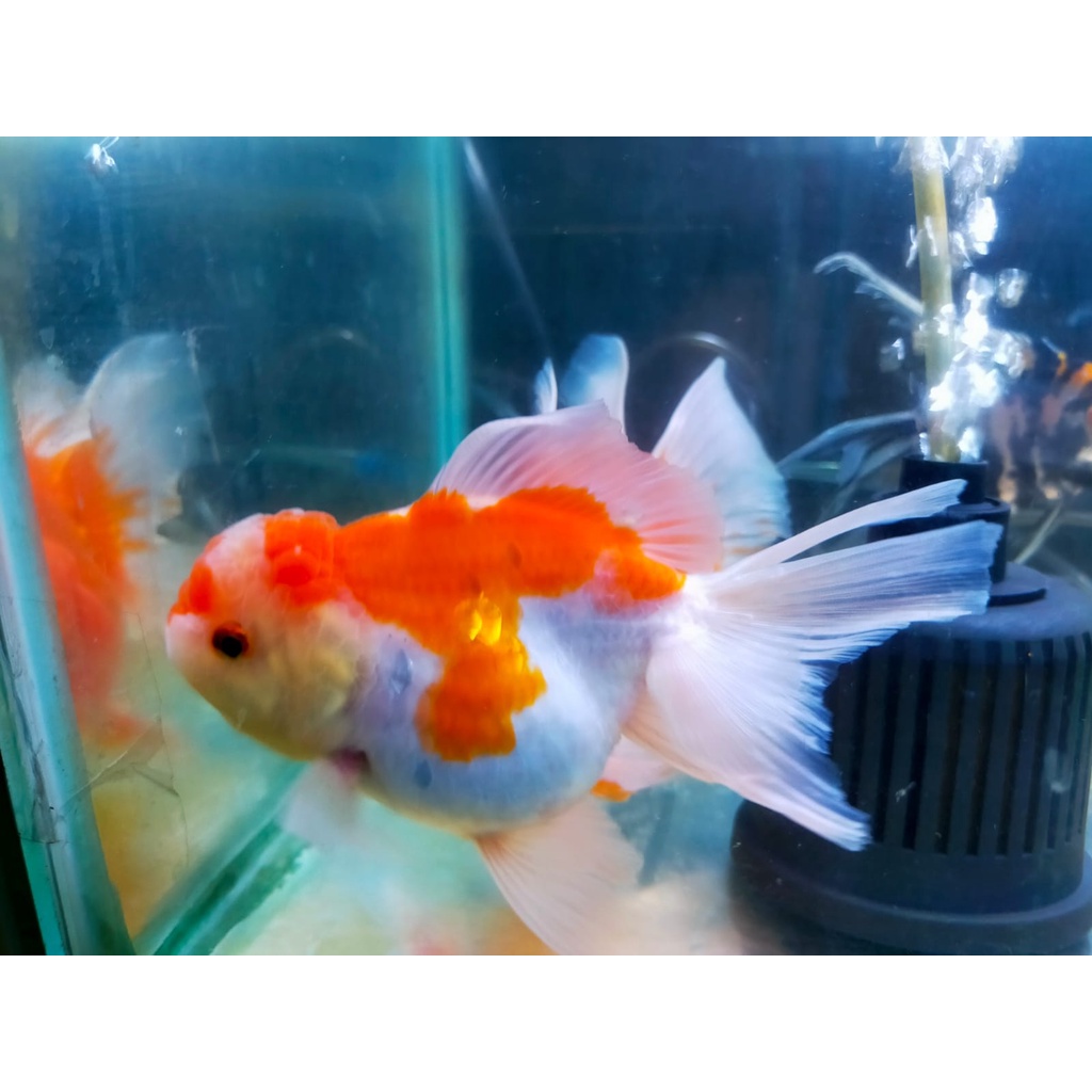 Termurah Koki Oranda Jumbo Top Grade