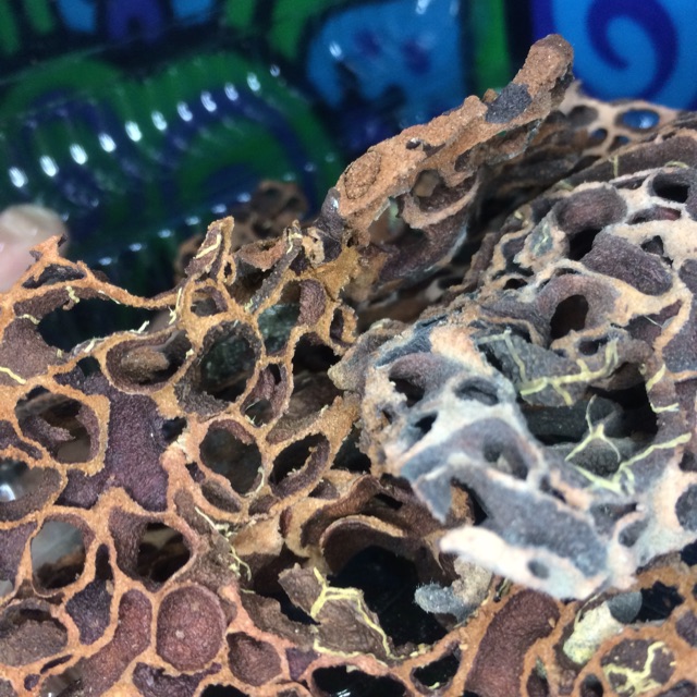 Sarang semut original 100gr