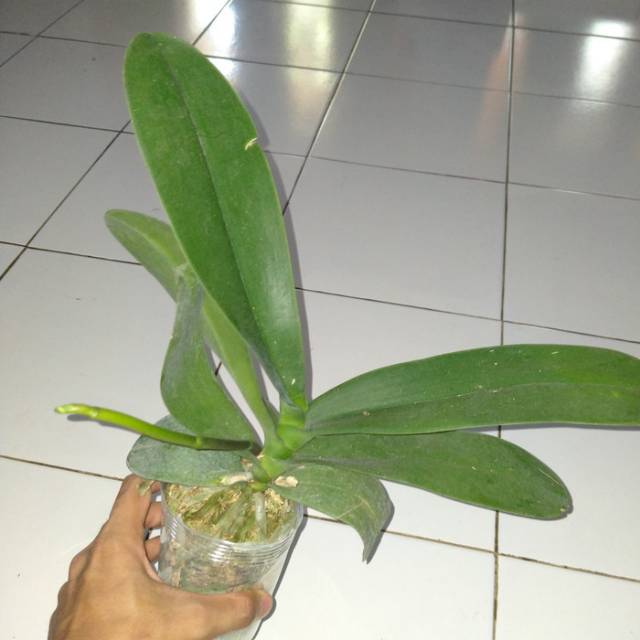 Anggrek bulan spike Taiwan hybrid