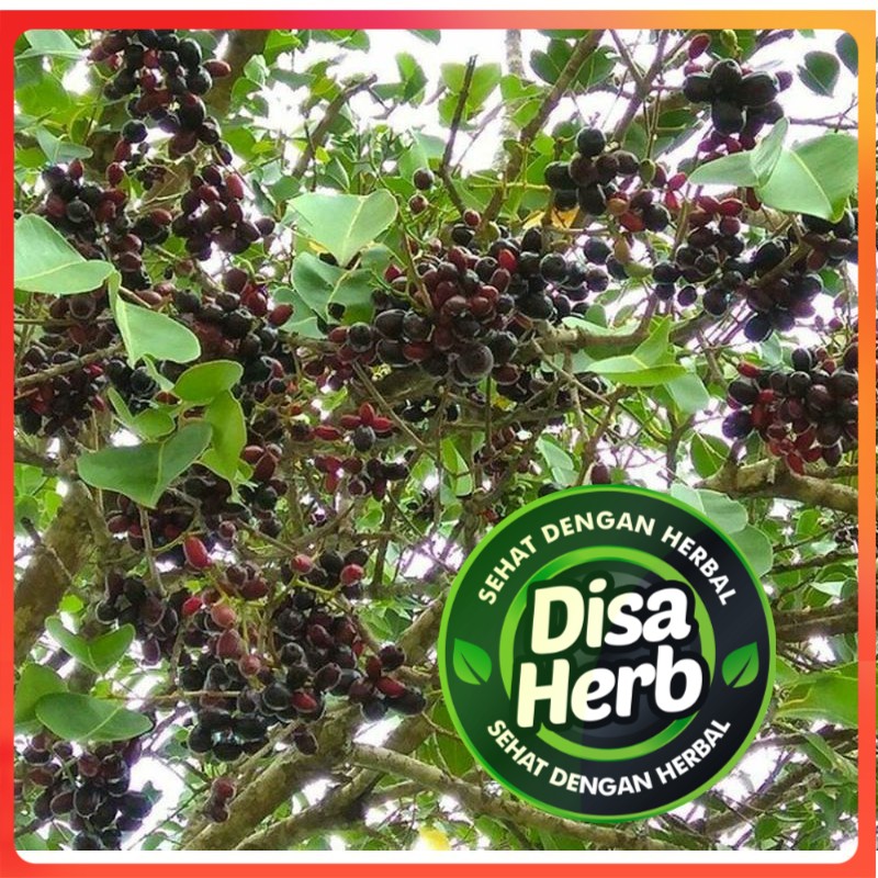 

KULIT POHON DUWET KERING 1000 GRAM / 1 KG - Syzygium Cumini - MURNI - JSR - REMPAH - PREMIUM QUALITY