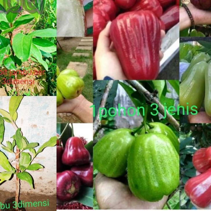 (MENARIK) Bibit jambu air 3dimensi (1pohon 3jenis)