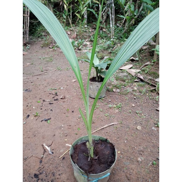 

Anggrek tanah siap berbunga