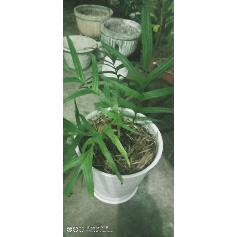 rhaphidophora tenuis