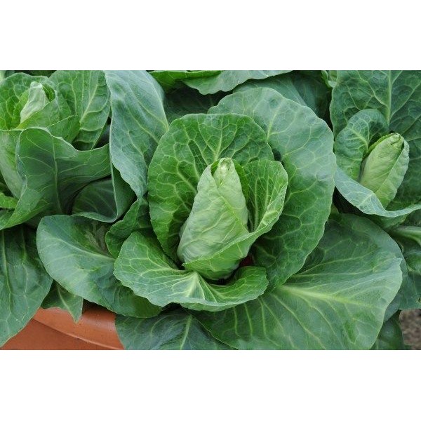 Cabbage Greyhound 50 Biji (Benih Biji Bibit Tanaman Sayur Sayuran)
