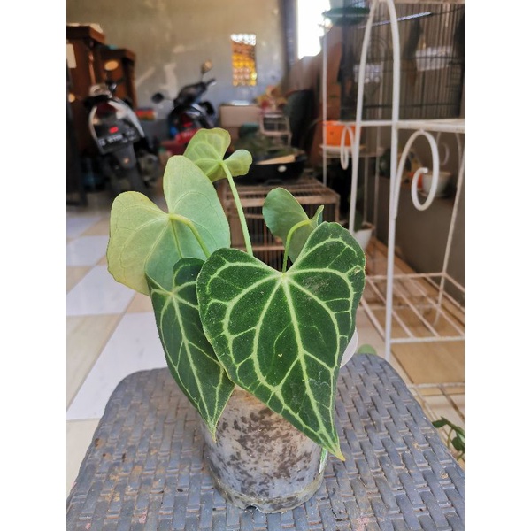 anthurium clarinervium | kuping gajah tarantula | kuping gajah karet