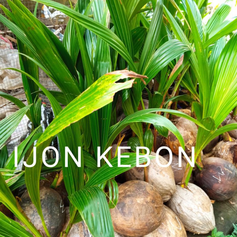 bibit kelapa wulung hijau asli