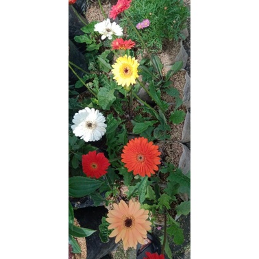 TANAMAN GERBERA / HEBRAS