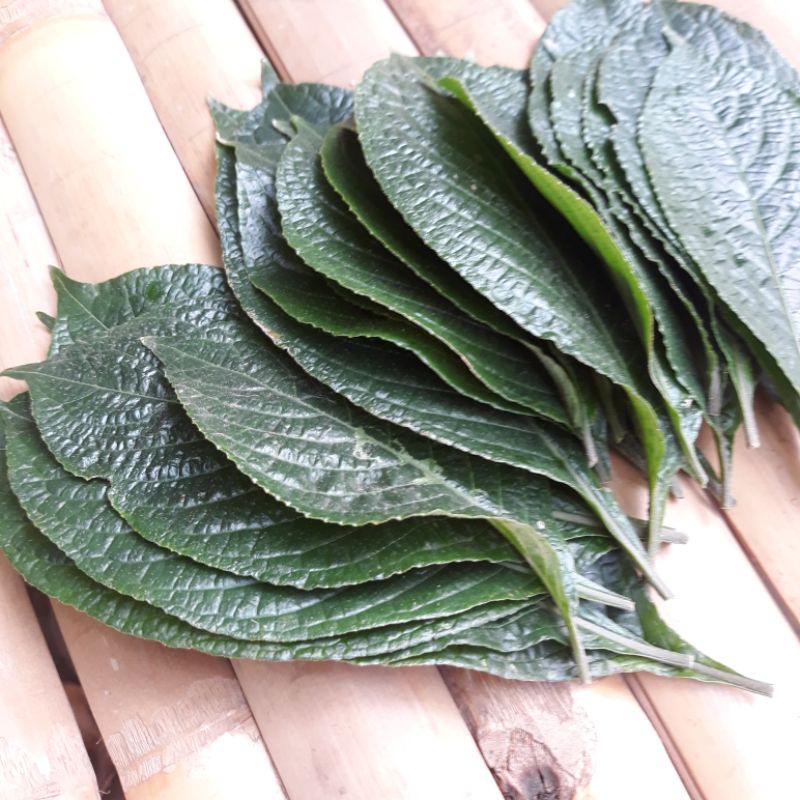 

daun pecah beling segar