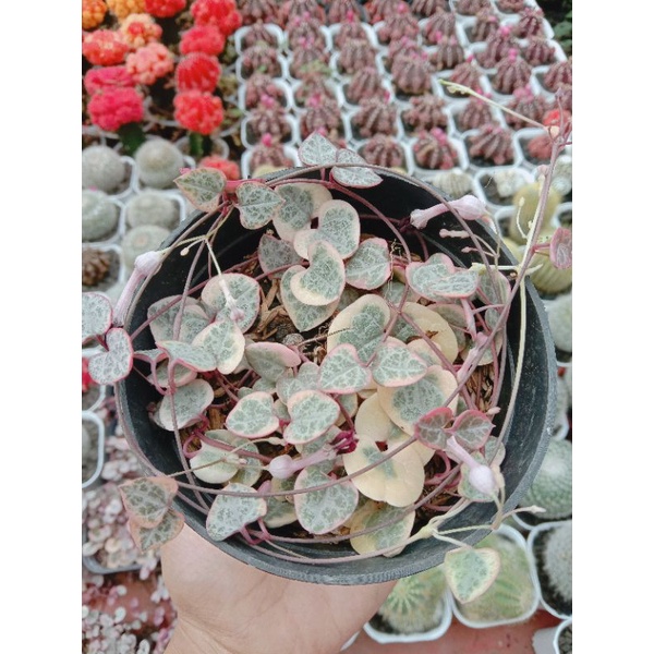 Kaktus Sukulen String of Heart variegata