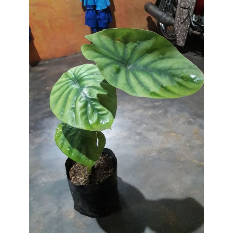 ALOCASIA HIJAU  KELADI  TENGKORAK  HIJAU  Shopee Indonesia