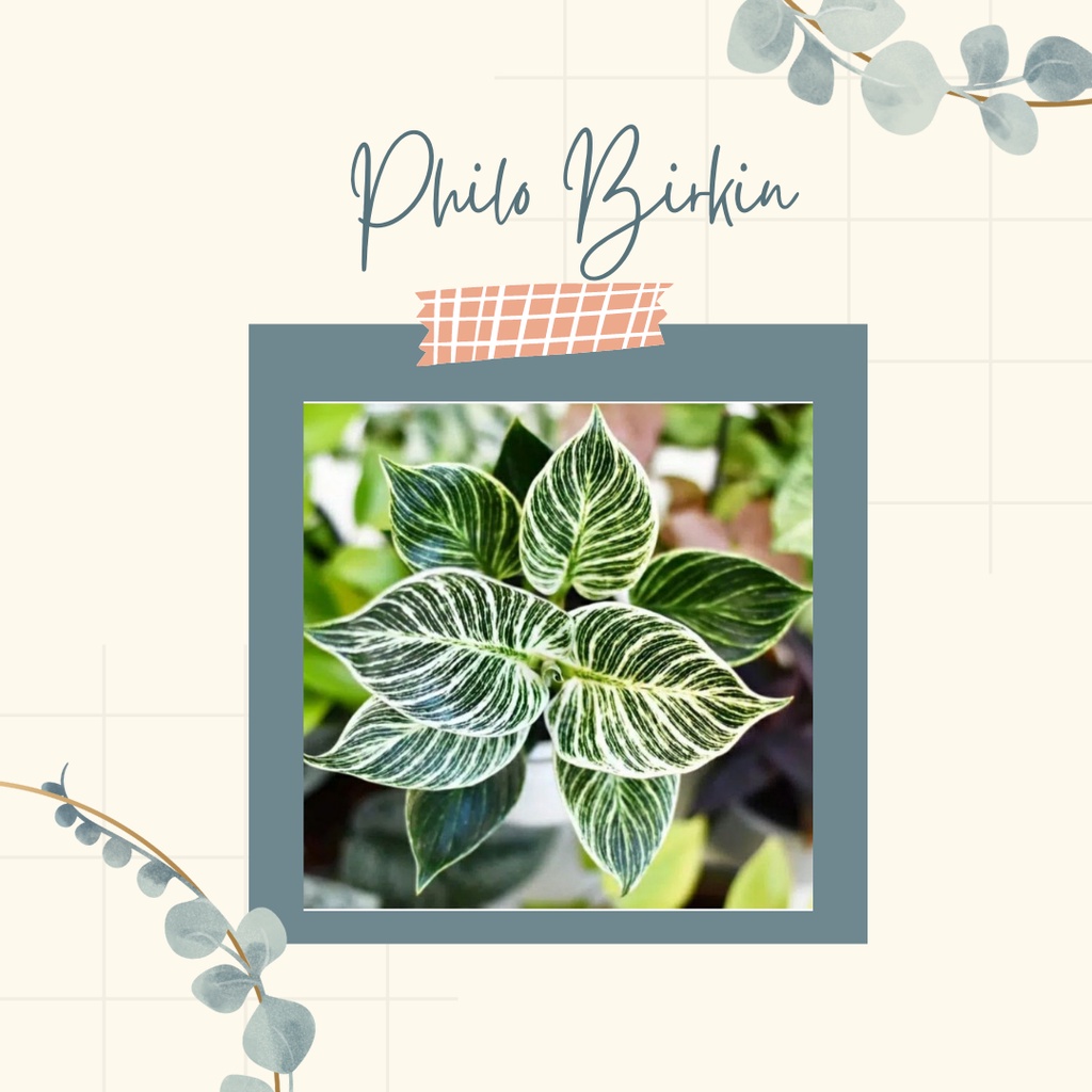 PHILODENDRON BIRKIN TANAMAN HIAS PHILO BIRKIN