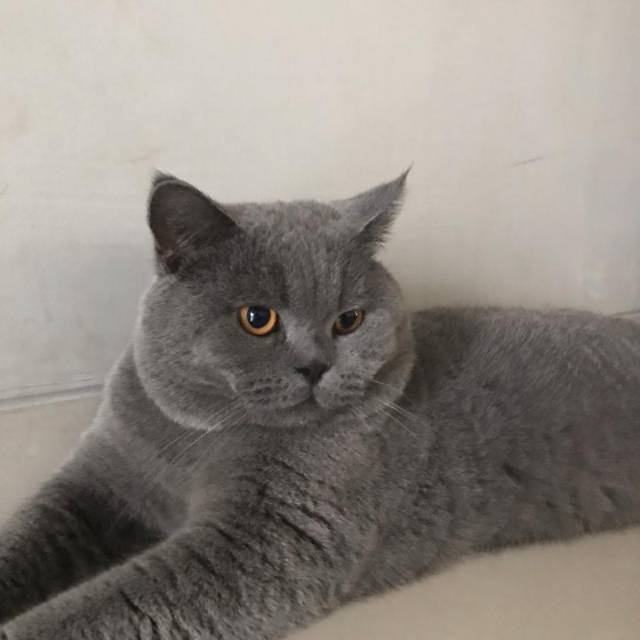 medinaaaputri