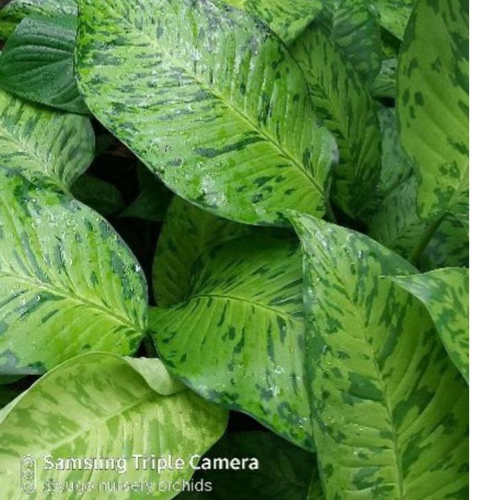 diven army jumbo diffen army blanceng army 