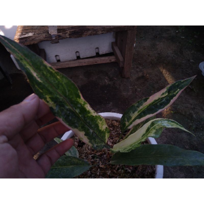 Hokeri pink polkadot