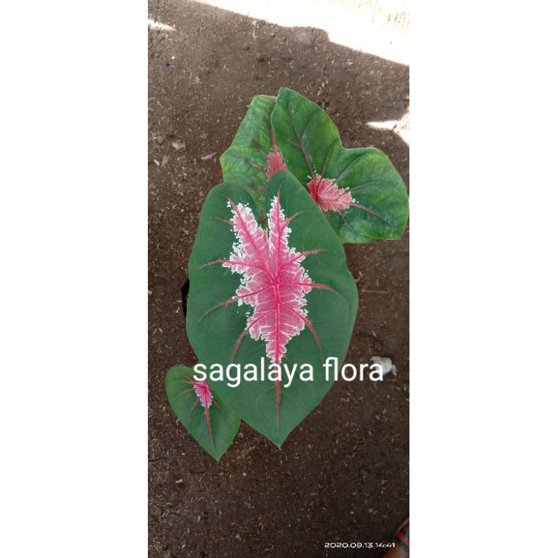 keladi joker / keladi hati