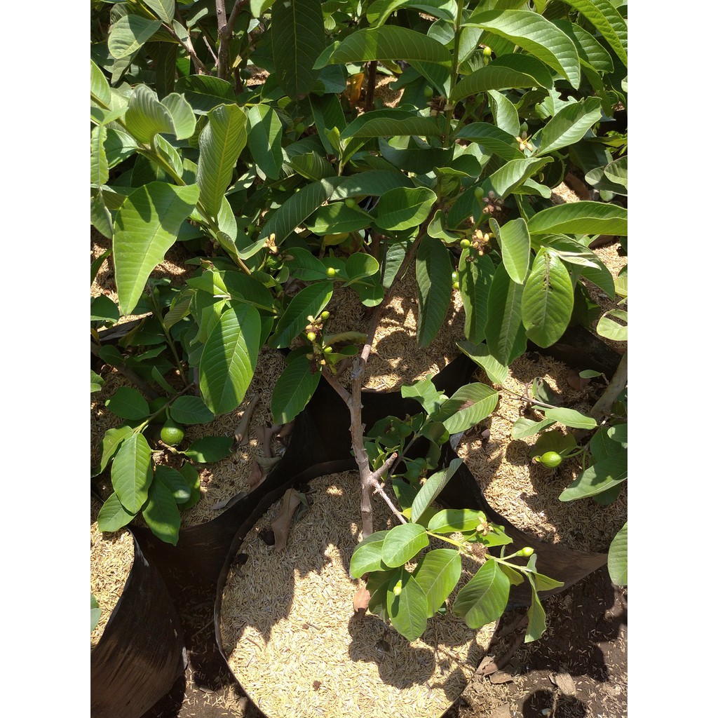 TANAMAN JAMBU BIBIT KRISTAL~JAMBU SUKUN~JAMBU BIJI GETAS MERAH~JAMBU AUSTRALIA~JAMBU BANGKOK