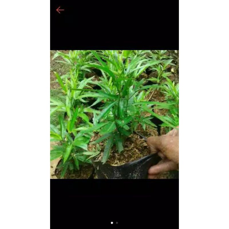 Pohon hias zodia-pohon hias pengusir nyamuk murah