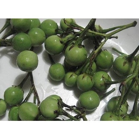 Buah Rimbang Takokak Cepokak Pokak Terung Pipit Solanum Torvum KB Mata