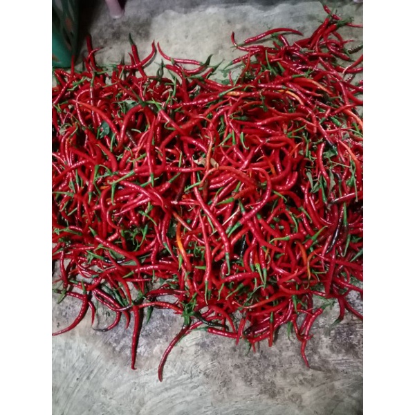

cabe merah keriting