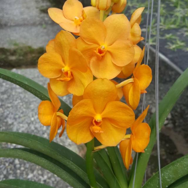 Vanda dewasa