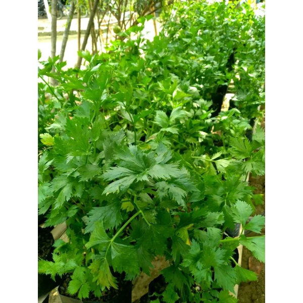 

tanaman seledri-daun seledri