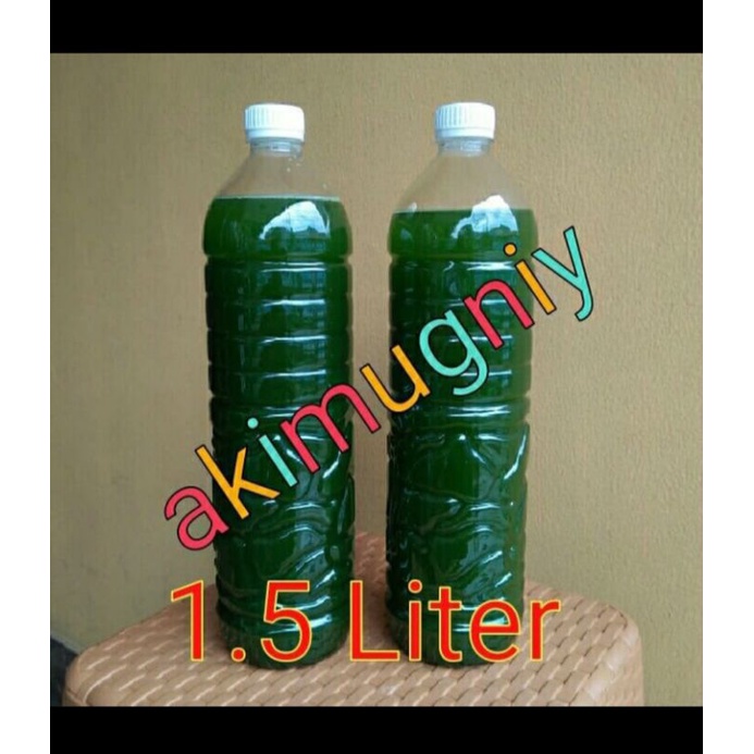 green water chlorella air hijau makanan kutu air daphnia maghna artemia