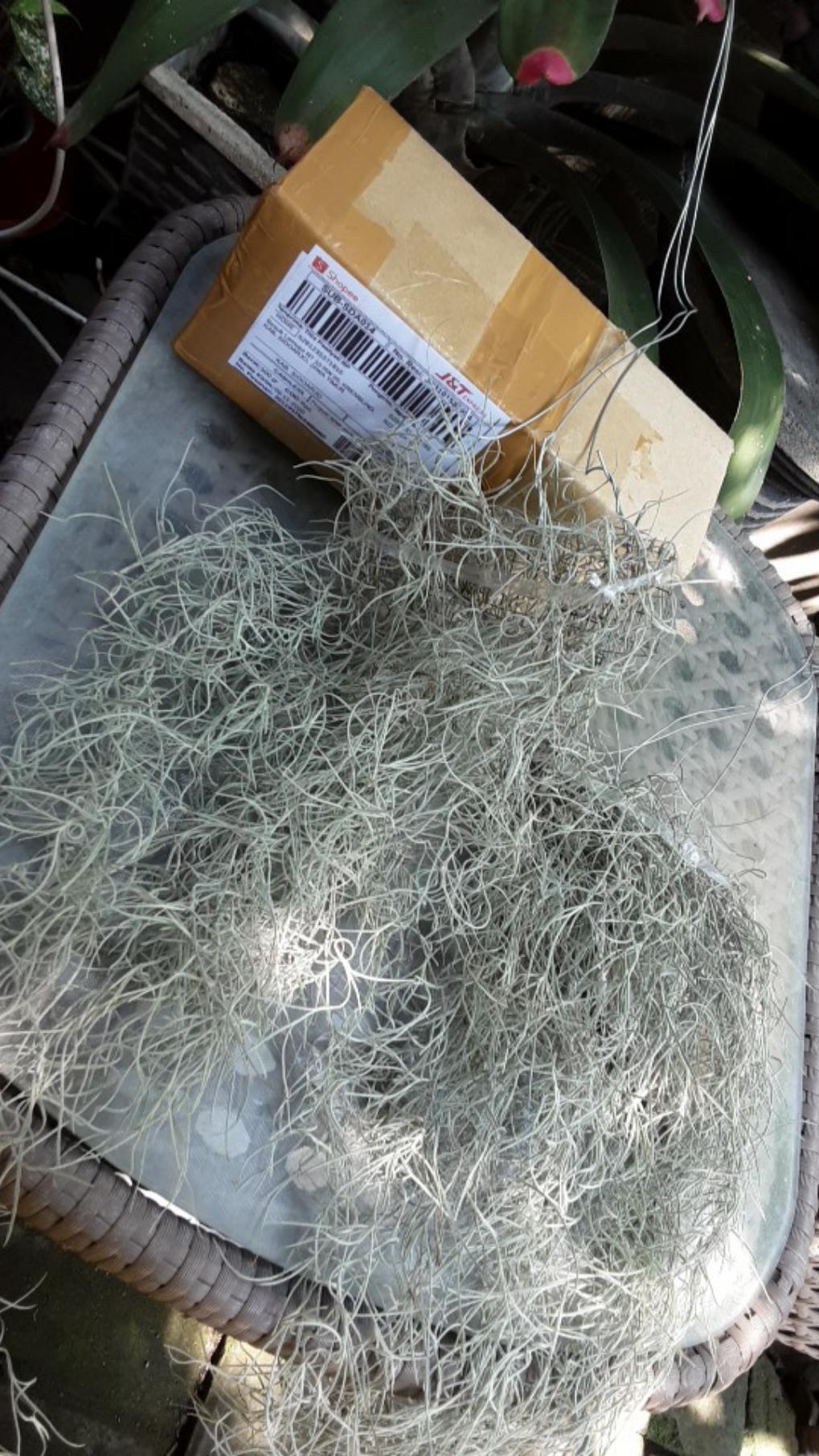 Tanaman Jenggot Musa Thilandsia Spanish Moss