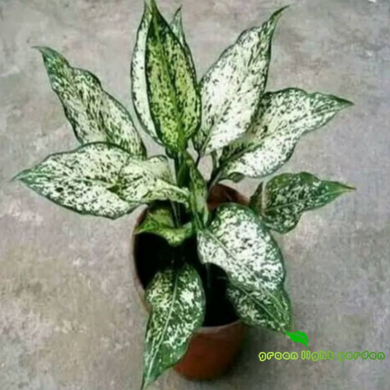 Bunga Aglonema Snow White