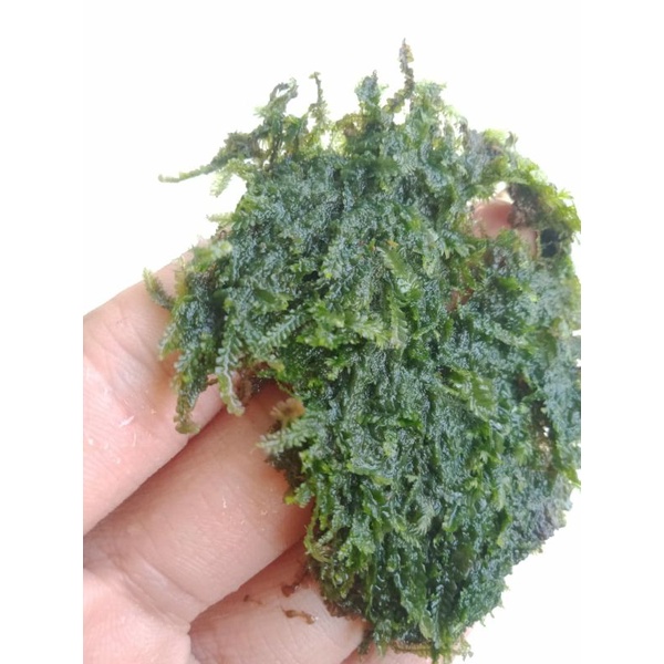 java Spring moss / mini weeping moss