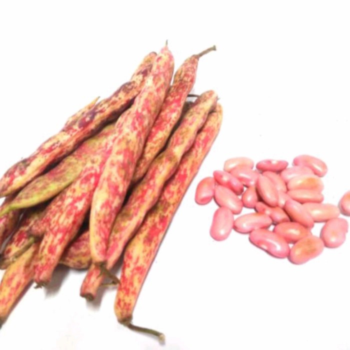 

KACANG JOGLO / MERAH - 250gr