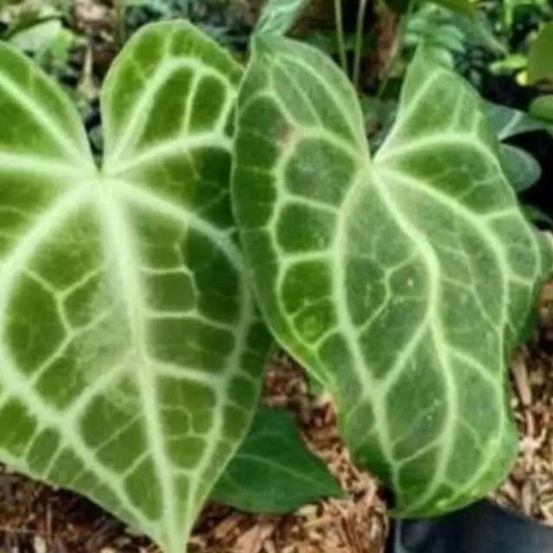 tanaman hias kuping gajah besar