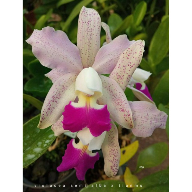 Bibit Tanaman Bunga Anggrek Cattleya Tianmu sesame semialba remaja