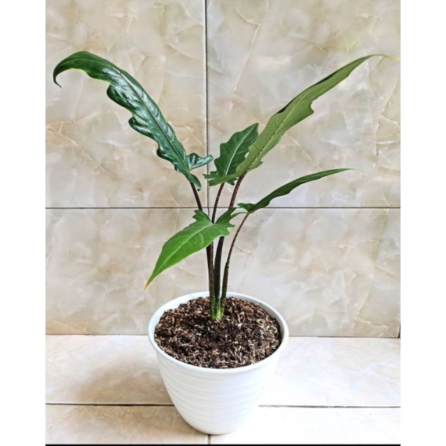 ALOKASIA KERIS PAPUA