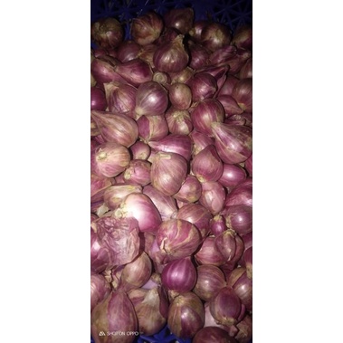 

bawang merah 1 kg