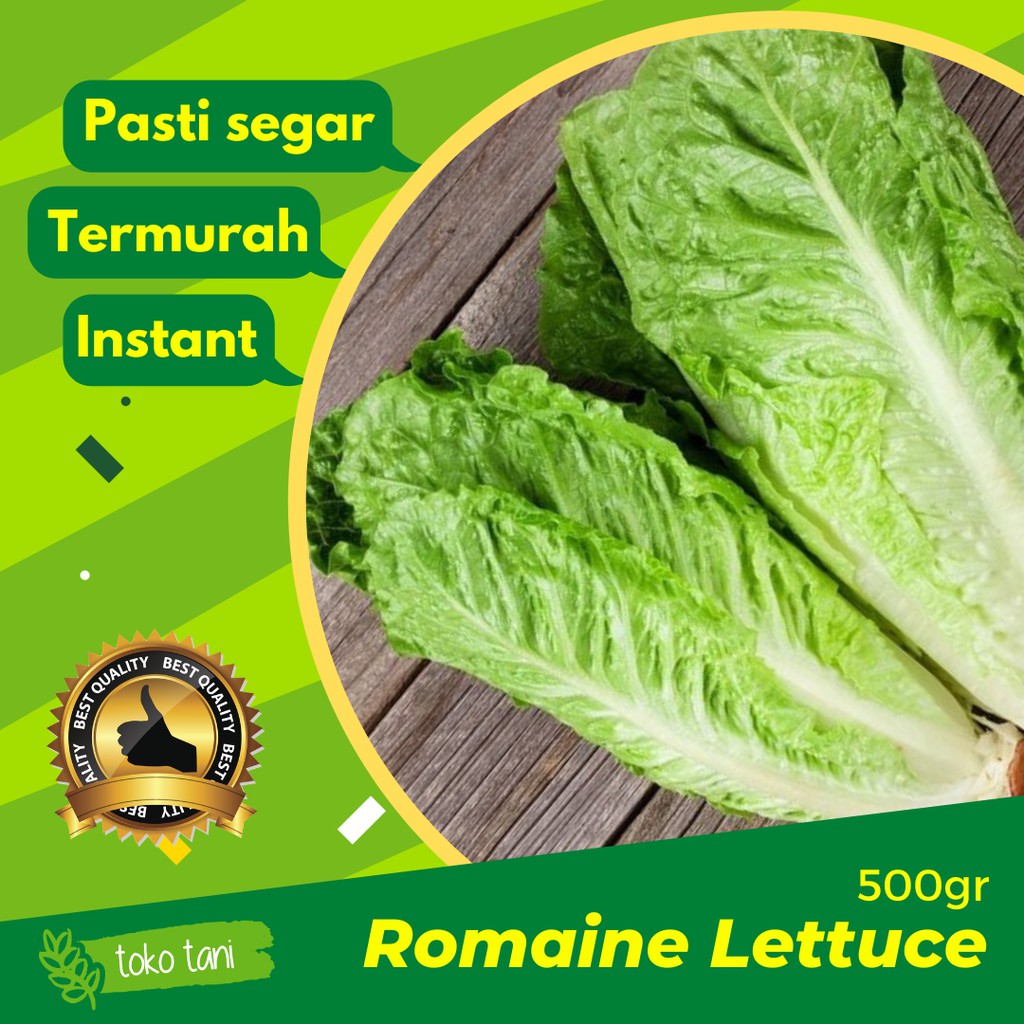 

Romaine Lettuce / Selada Romain 500gr