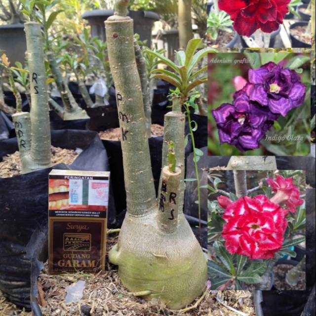 Kamboja Jepang/Adenium tumpuk 3 warna