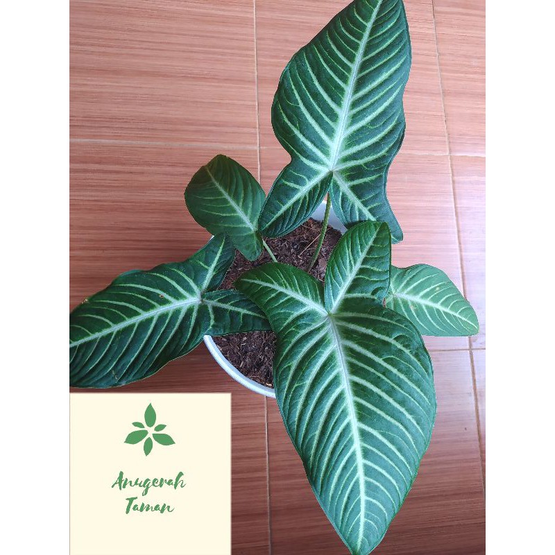 tanaman hias Caladium lindeni 'Magnificum' #xanthosoma #athasoma#keladi zebra#keladi xanthasoma