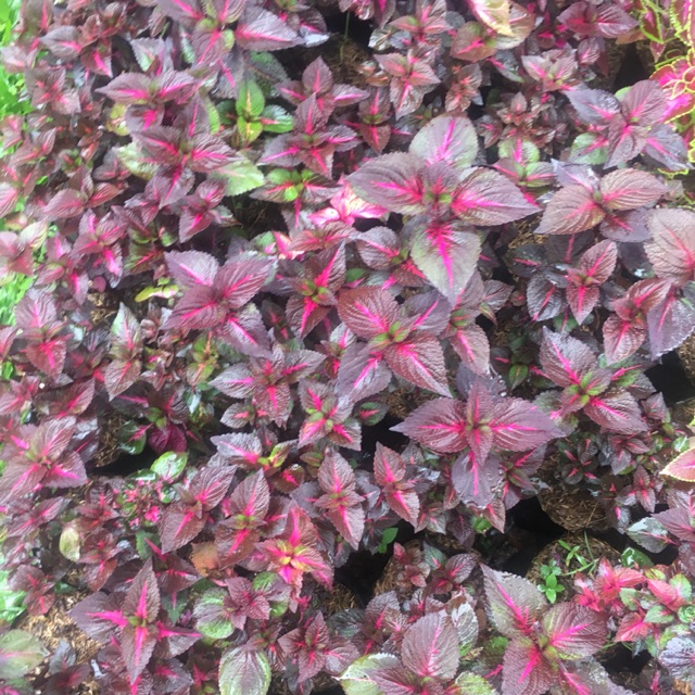 bibit miana iler coleus bent