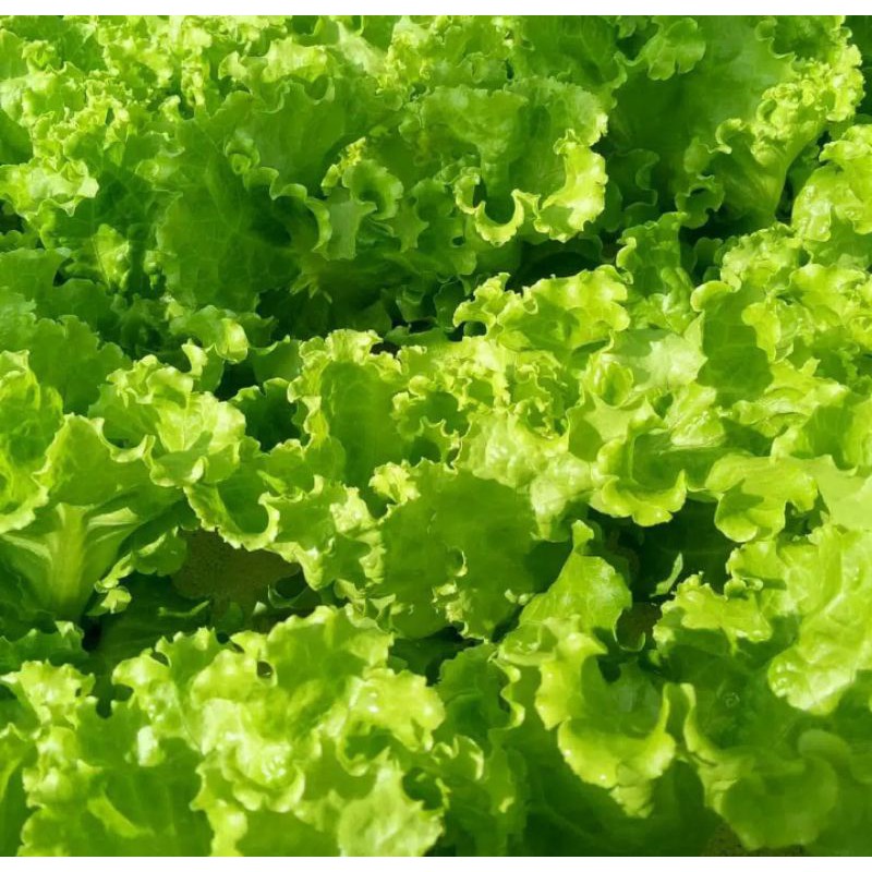 

SELADA / selada keriting / selada lalap, Slada lalap ,LALAP daun SELADA / slada per 250gr