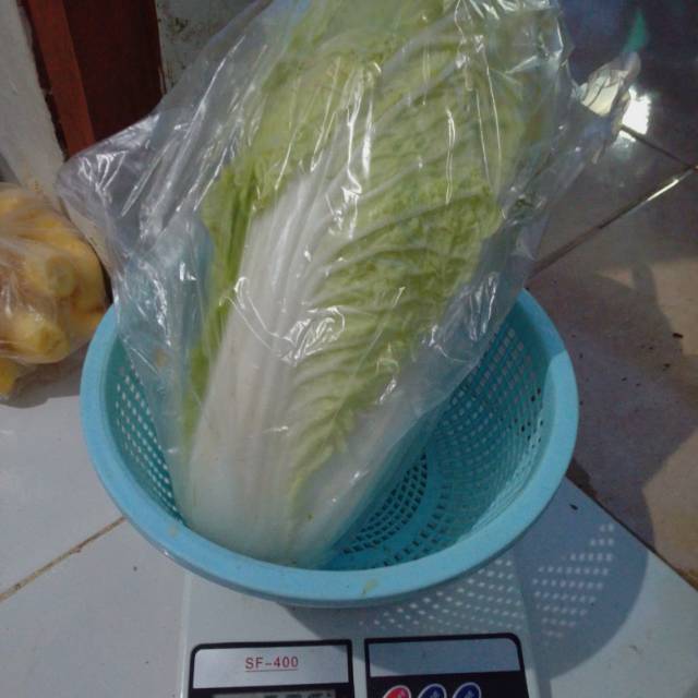 

Sawi putih