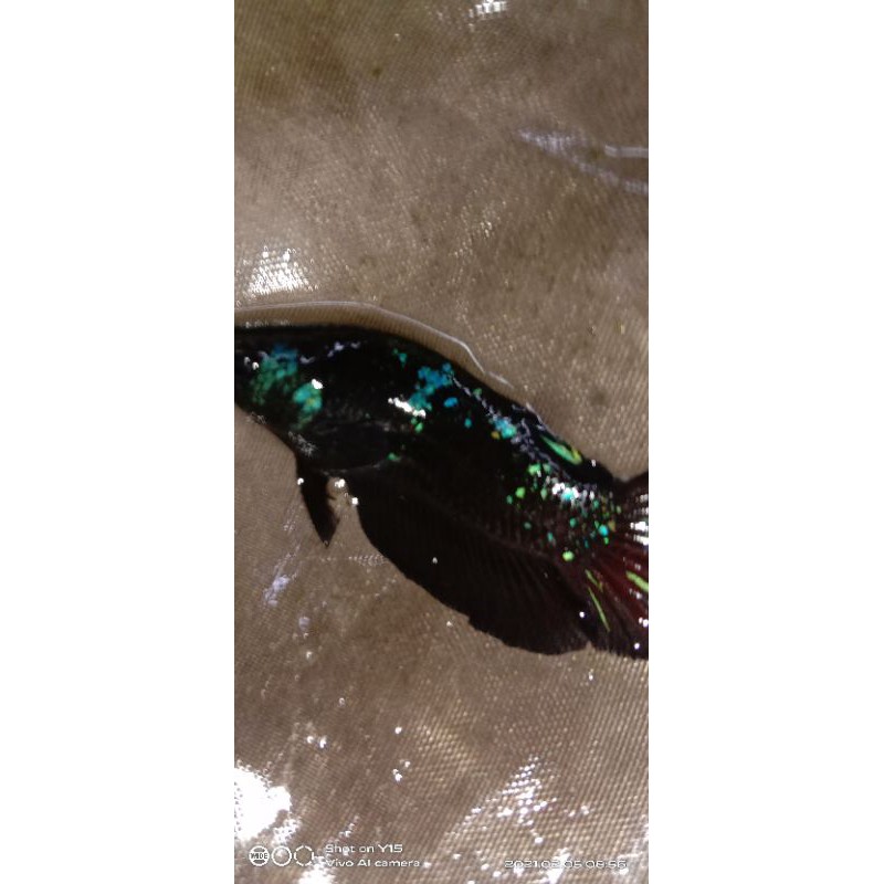 (Vitamin/Herbal) Cupang Avatar Gordon Green Metalic/Torque Kalimaya (BAHAN GRADE)