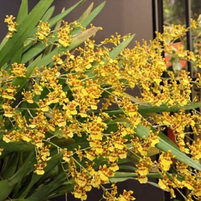 Anggrek oncidium americana