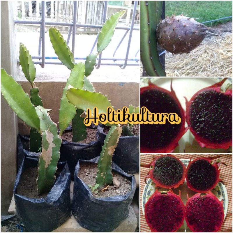 Bibit buah naga hitam Holtikultura tanaman