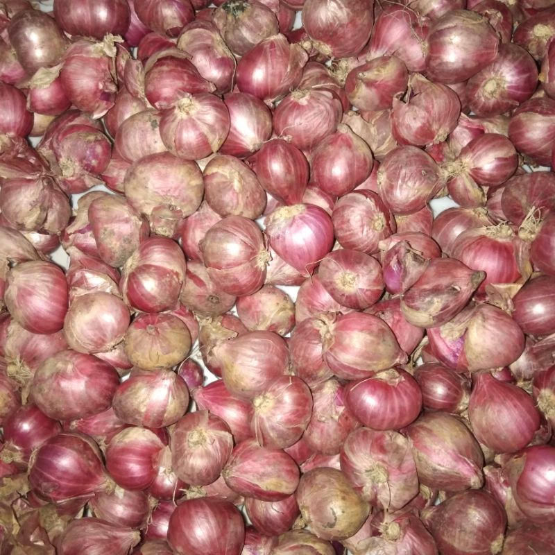 

bawang merah super